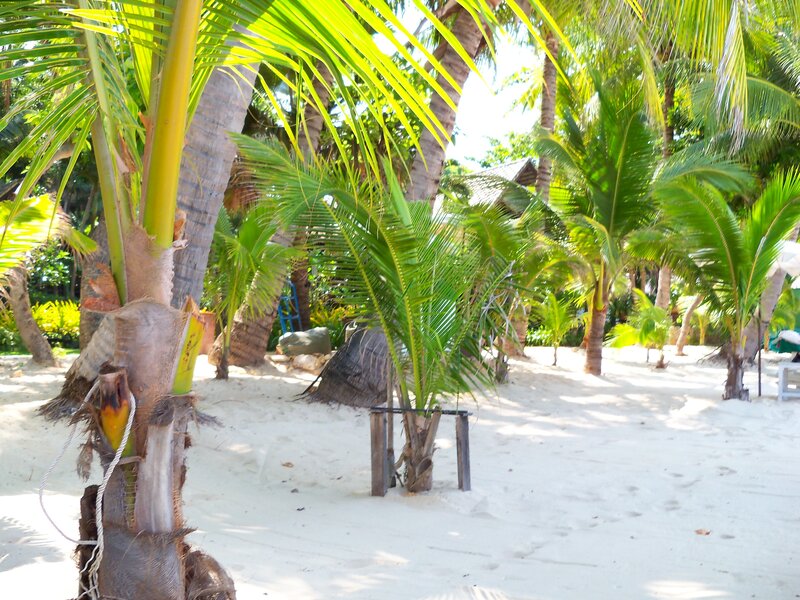 Palm Trees on Sandy Beach — Green, Serene