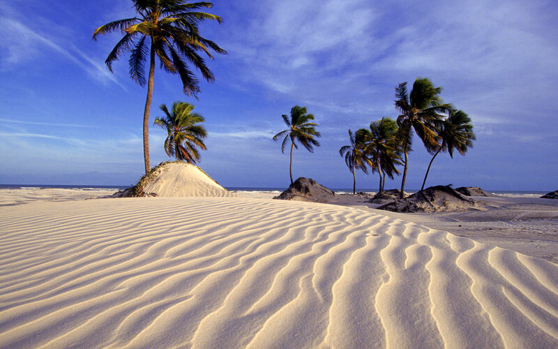 Palm trees on sandy beach