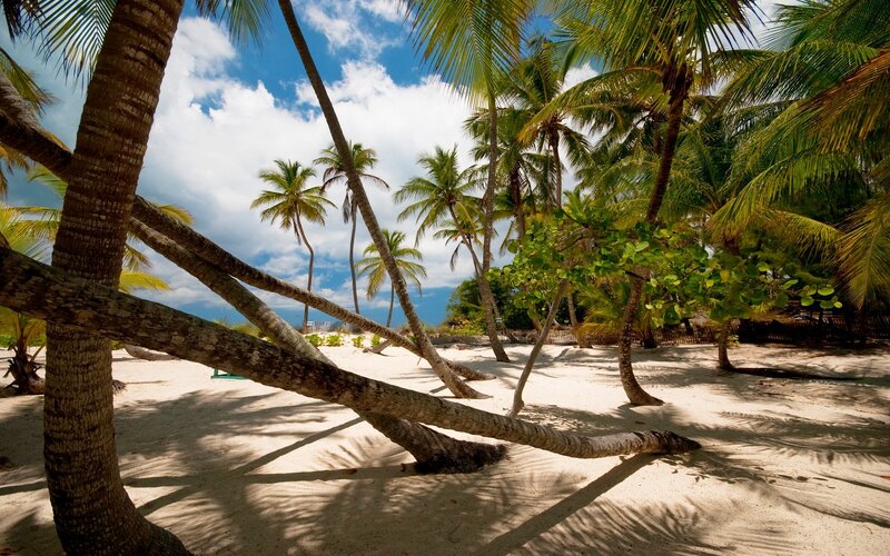 Palm Trees on Sandy Beach — White