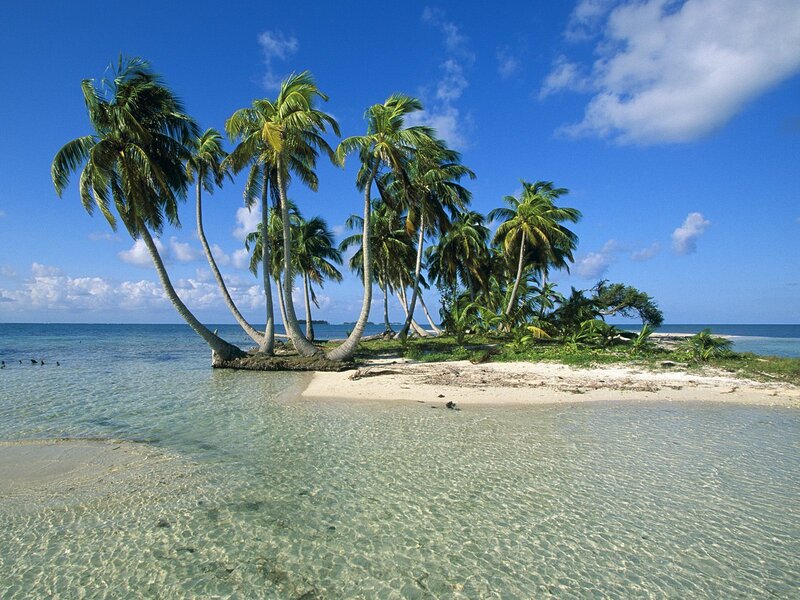 Palm Trees on Small Island