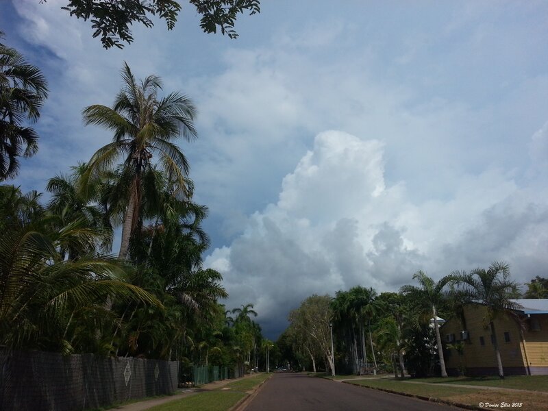 Palm Trees on Street