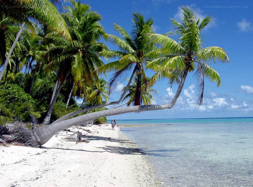 Palm trees on tropical beach