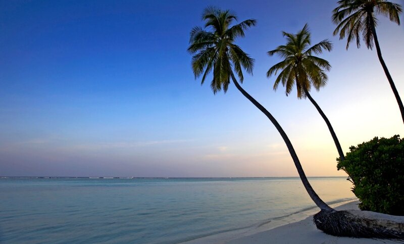palm trees on tropical beach
