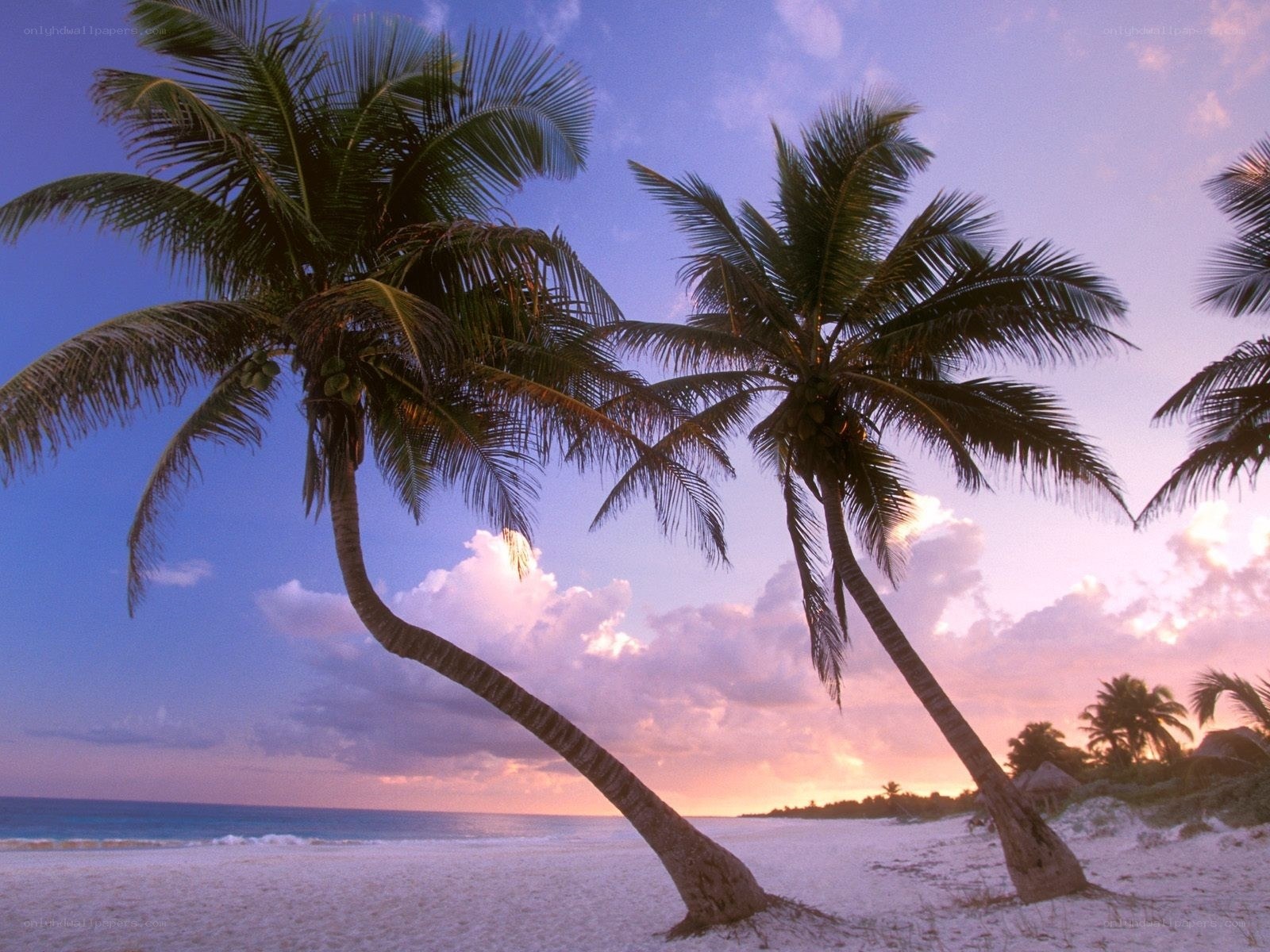 palm trees on tropical beach