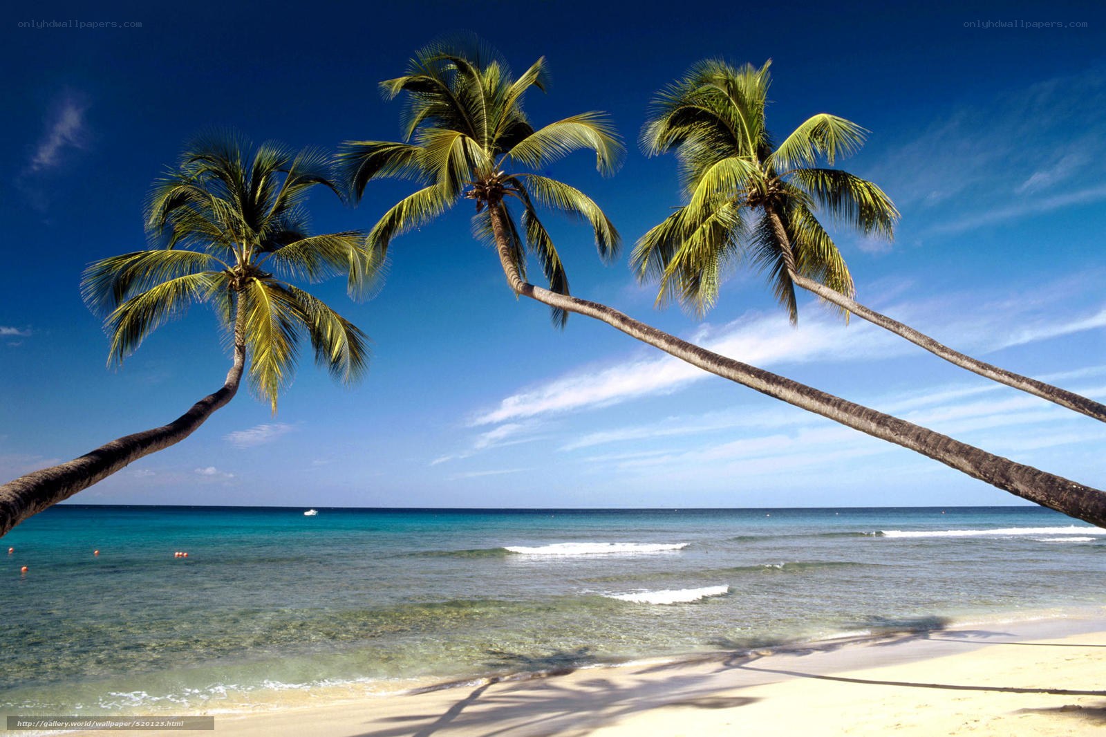 Palm trees on tropical beach