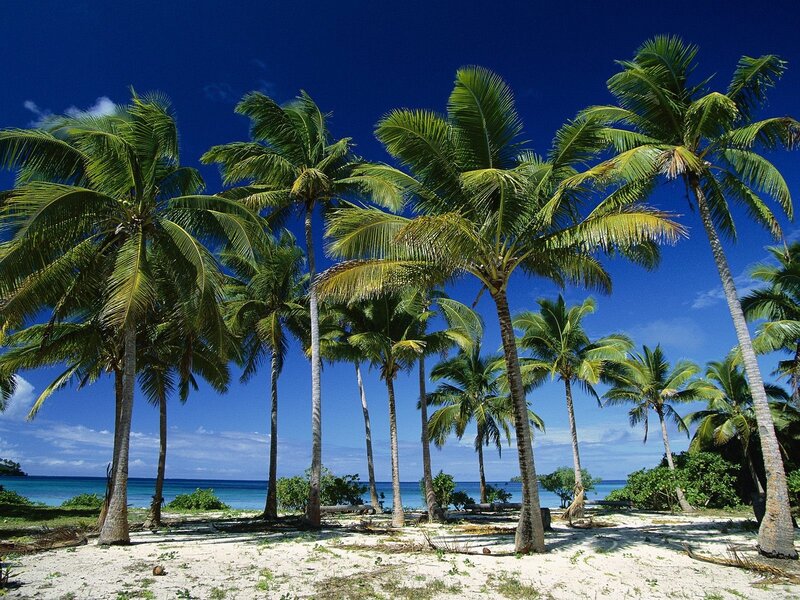 Palm trees on tropical beach