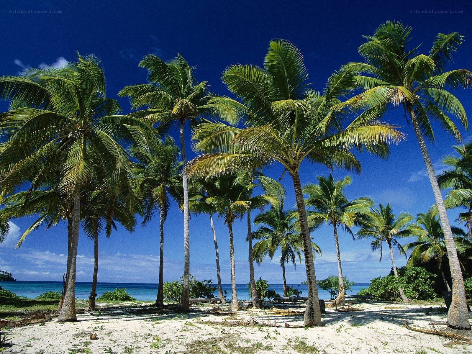Palm trees on tropical beach