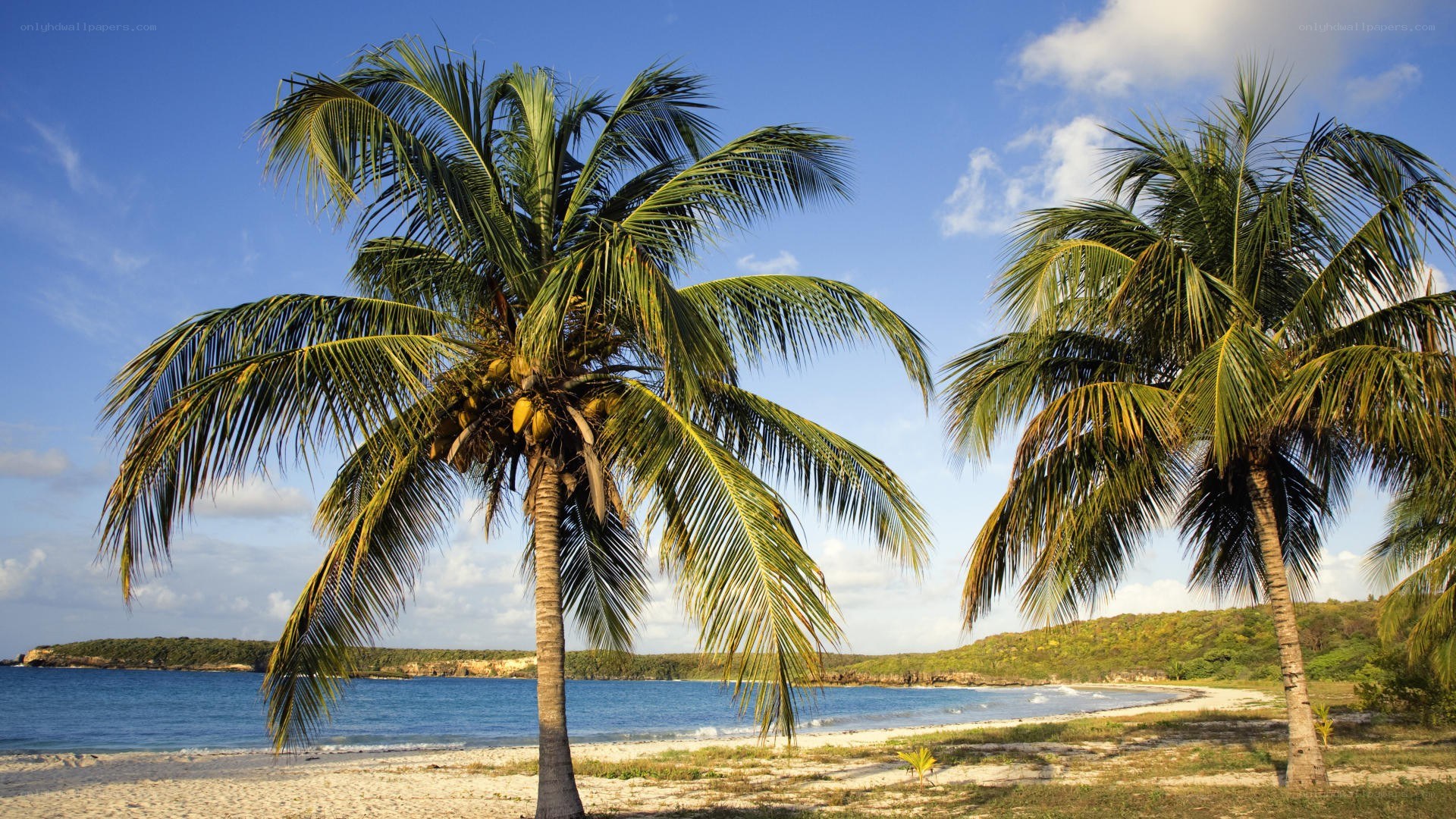 Palm trees on tropical beach
