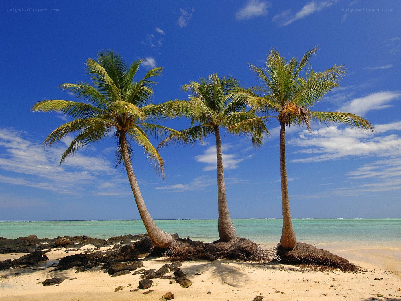 Palm trees on tropical beach