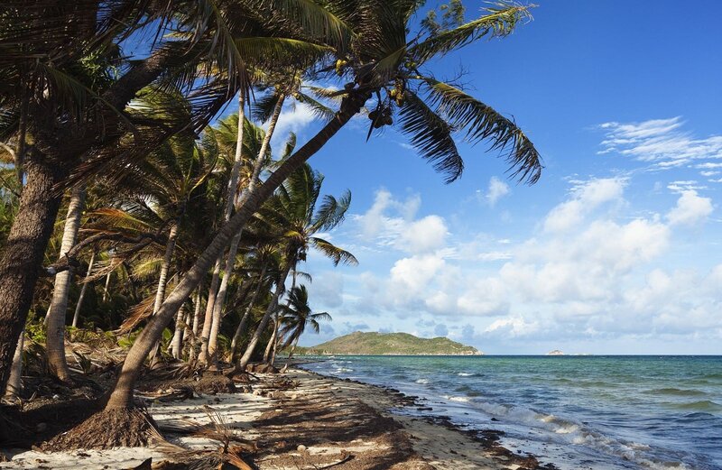 Palm trees on tropical beach