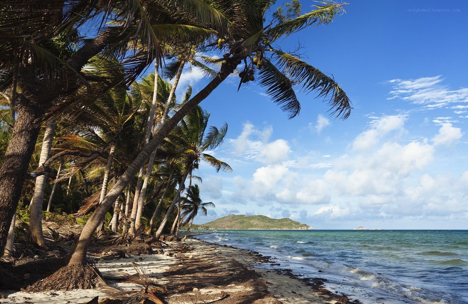 Palm trees on tropical beach