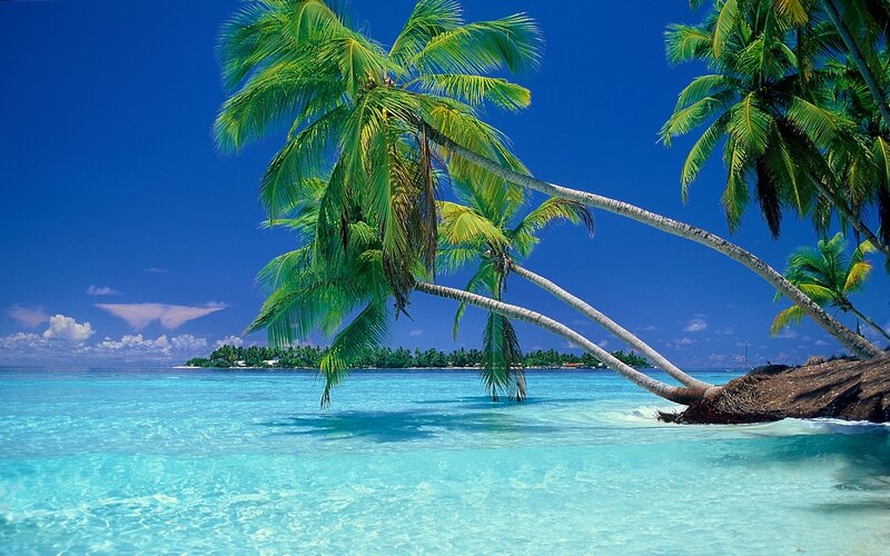 Palm Trees on Tropical Beach — Blue, Serene, Afternoon