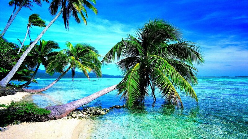 Palm Trees on Tropical Beach — Blue, Serene