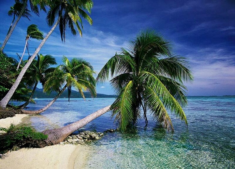 Palm Trees on Tropical Beach — Blue