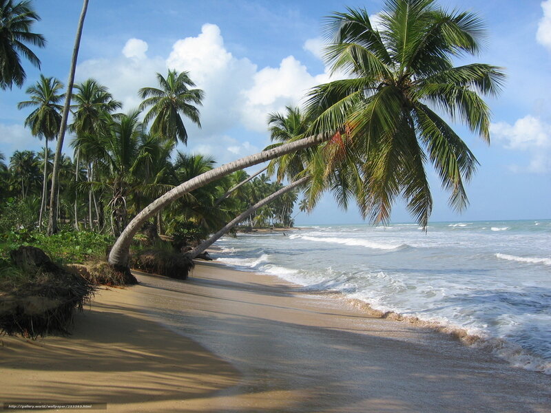 Palm trees on tropical beach