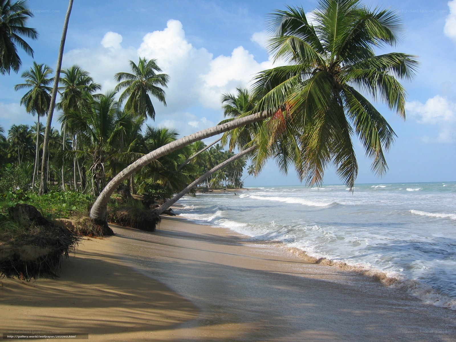 Palm trees on tropical beach
