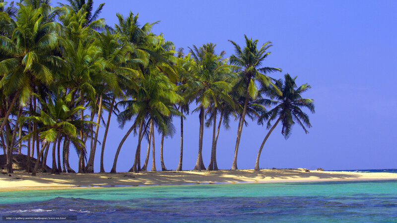 Palm Trees on Tropical Island — Blue, Serene, Afternoon, Photograph