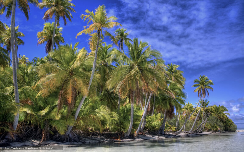 Palm Trees on Tropical Island — Blue, Serene