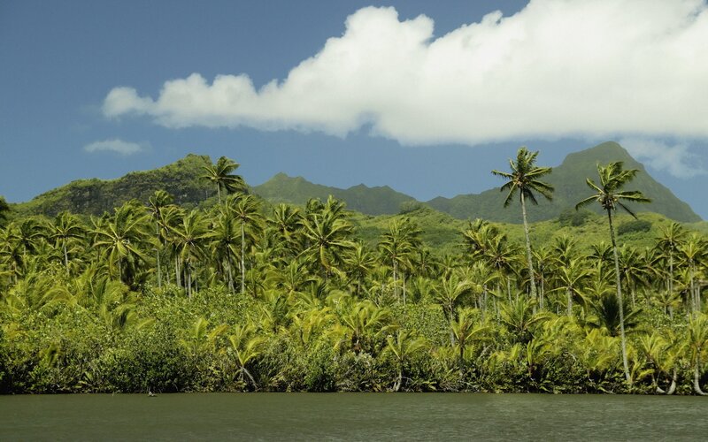 Palm Trees on Tropical Island — Green