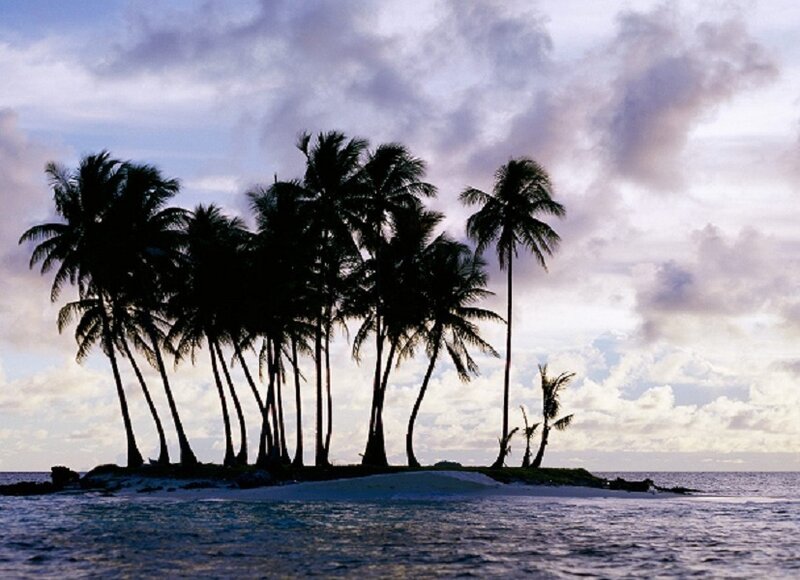 palm trees on tropical island