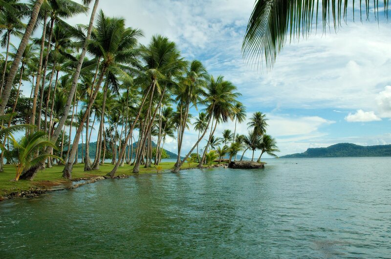 Palm Trees on Tropical Shore — Green