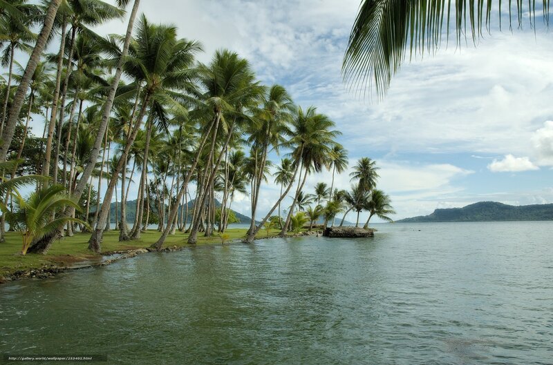 Palm Trees on Tropical Shore