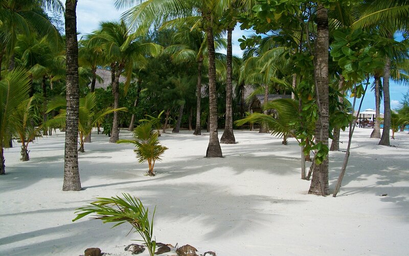 Palm Trees on White Sand
