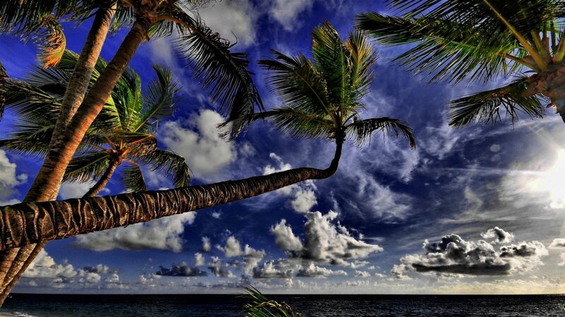 Palm Trees over Ocean — Blue