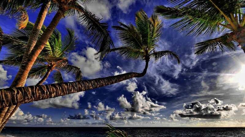 Palm Trees over Ocean