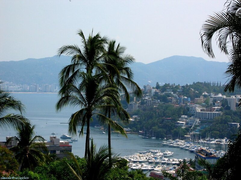 Palm trees overlooking a coastal city