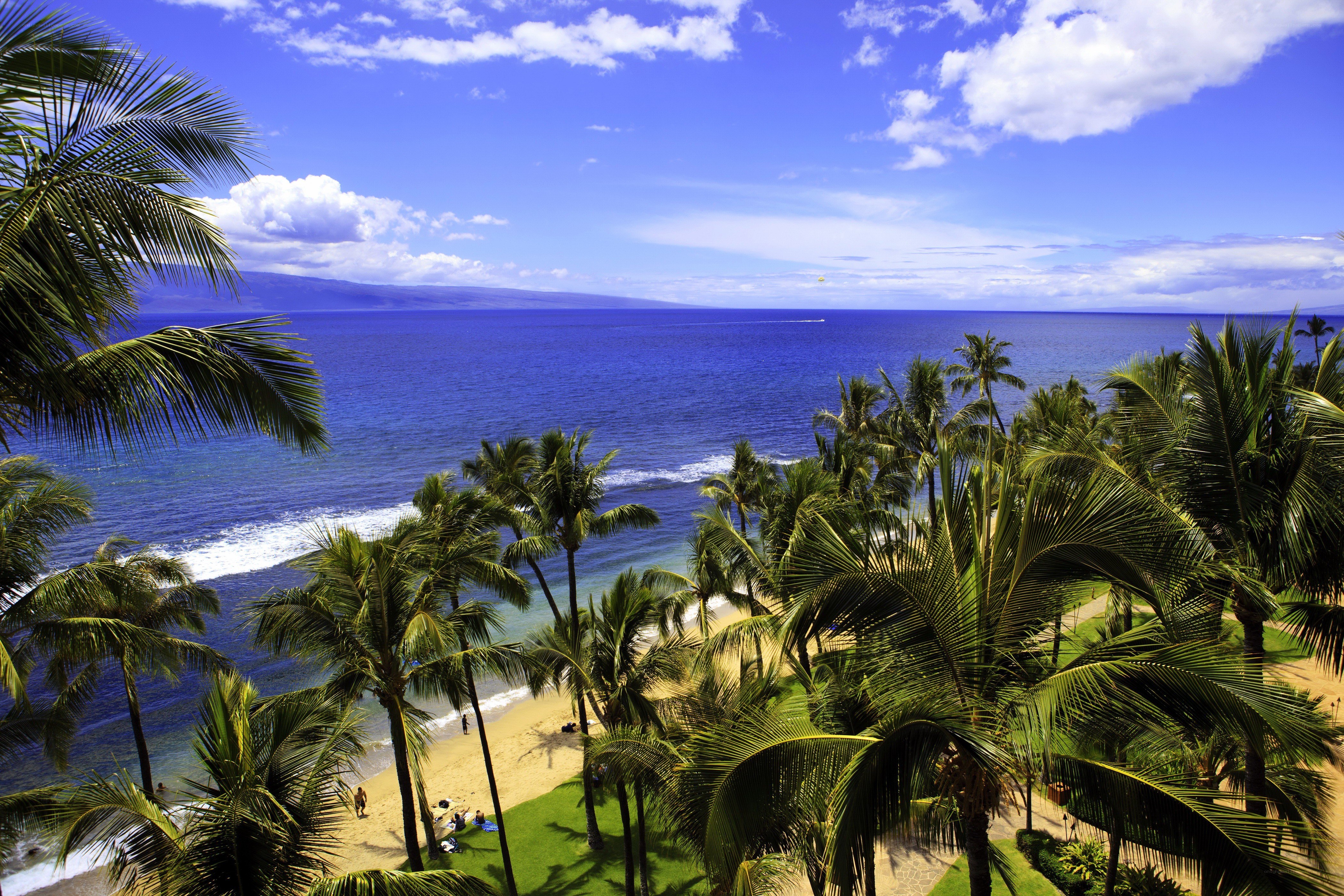 Palm trees overlooking a tropical beach