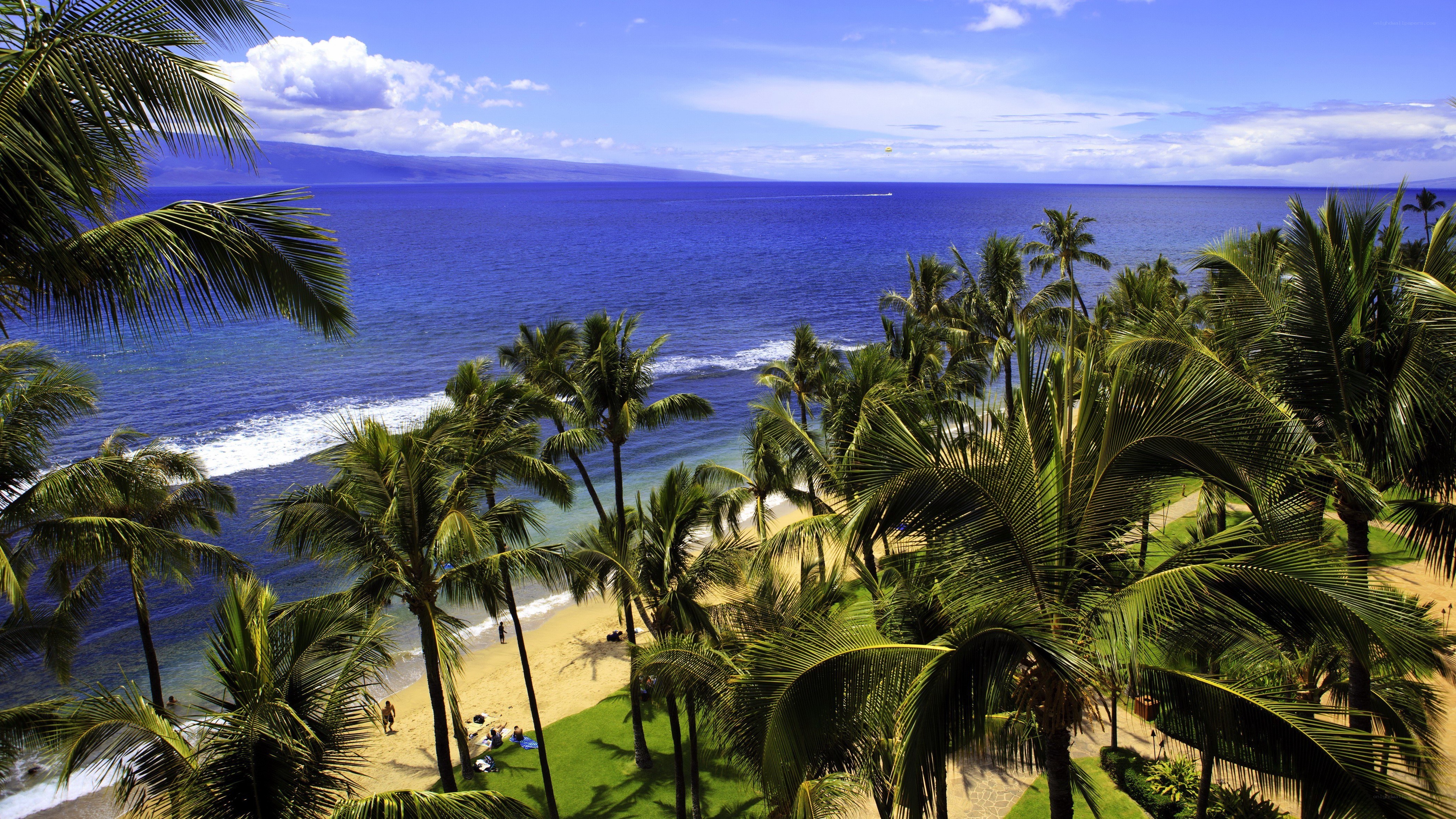 Palm trees overlooking a tropical beach