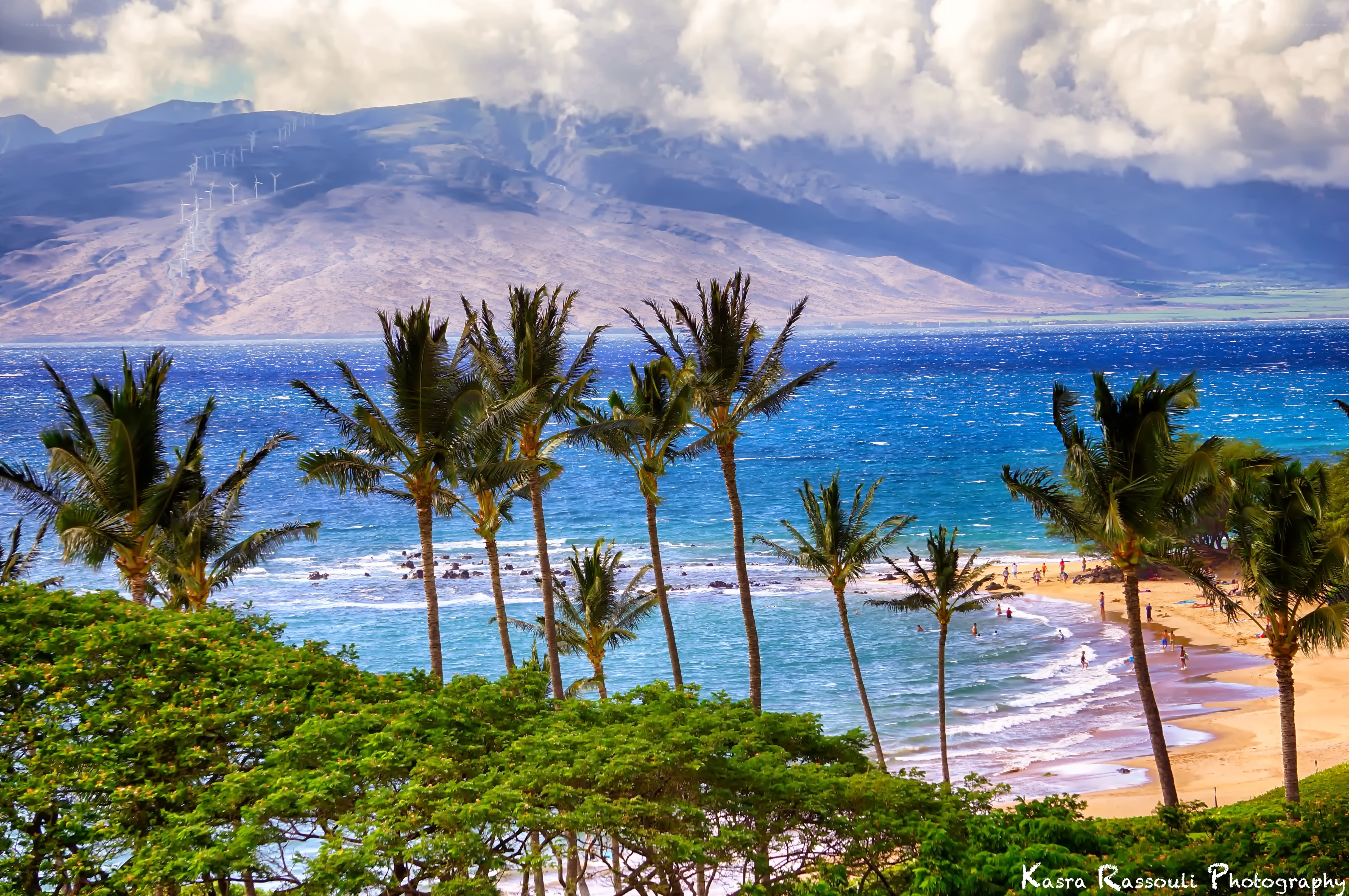 Palm trees overlooking a tropical beach
