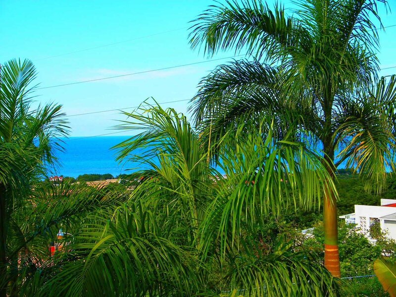 Palm Trees Overlooking Ocean — Green