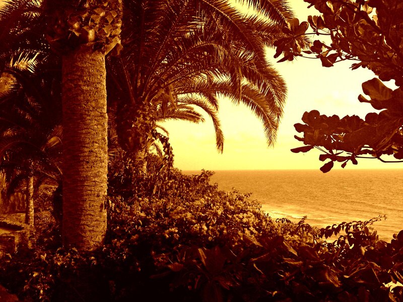 Palm Trees Overlooking Ocean
