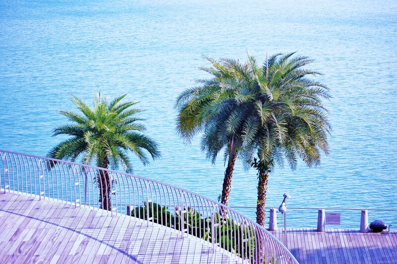 Palm trees overlooking the ocean