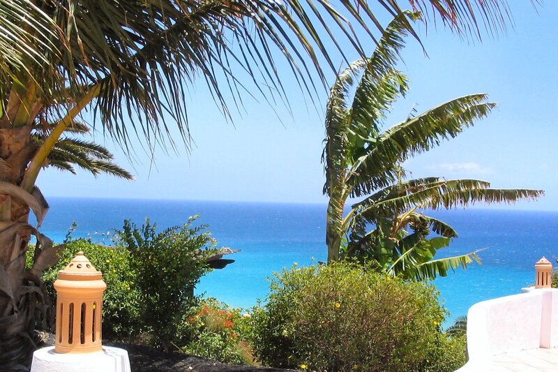 Palm trees overlooking the ocean