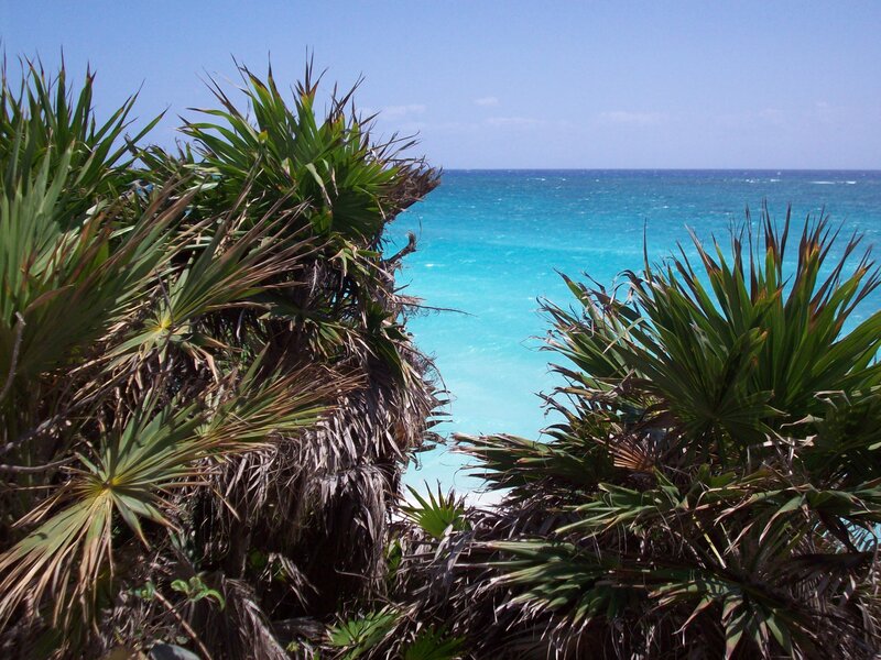 Palm trees overlooking turquoise ocean