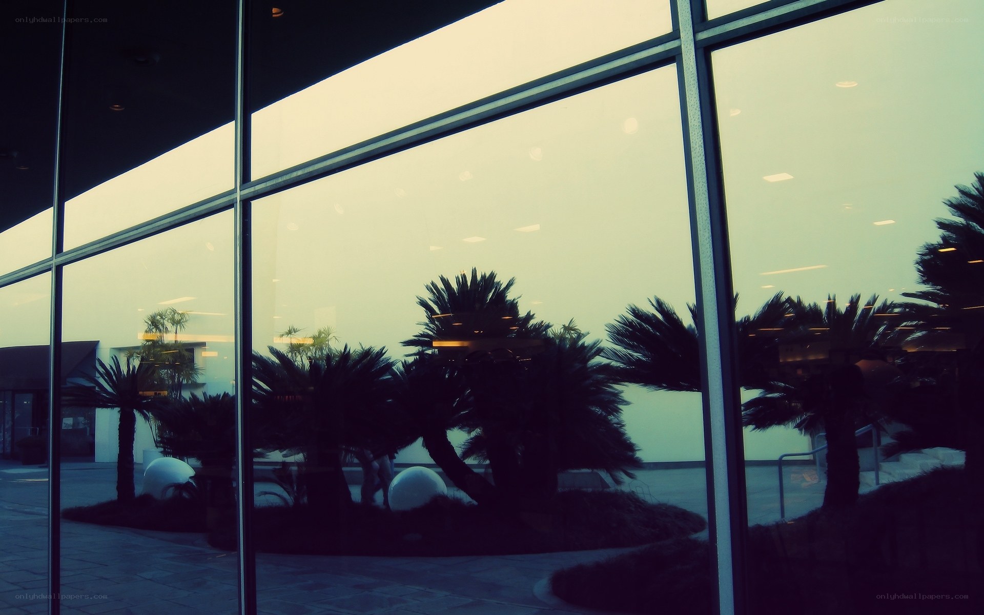 Palm trees reflected in glass