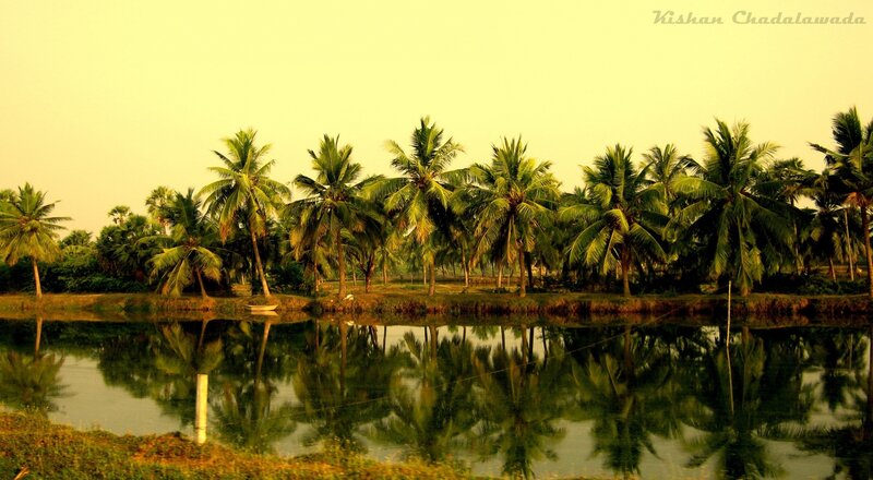 Palm trees reflected in water