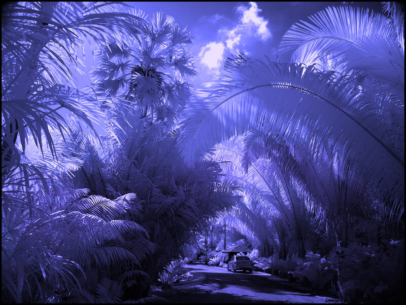 Palm Trees Tunnel