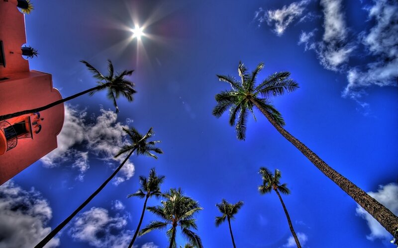 Palm trees under a bright sun
