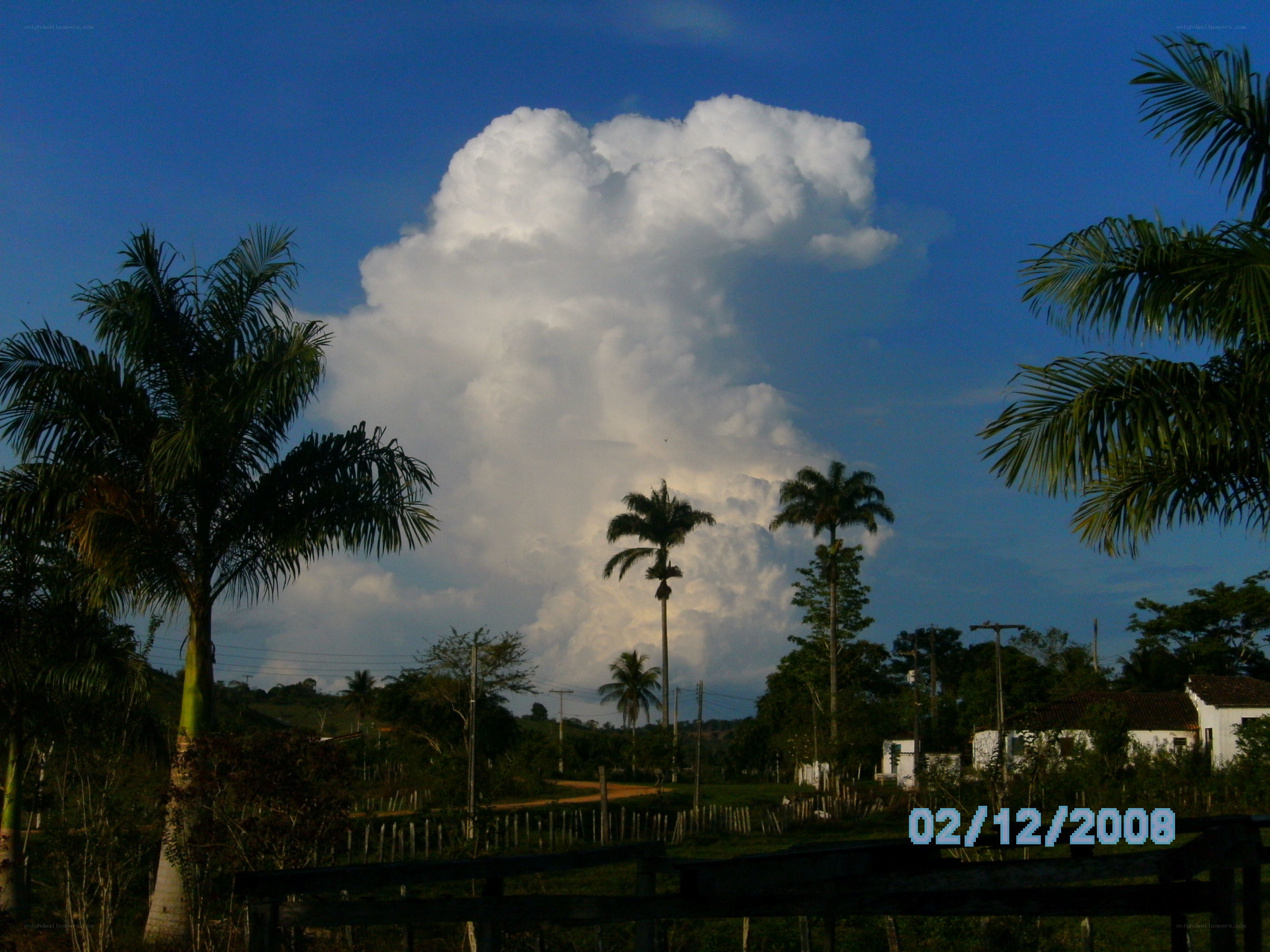 Palm trees under a storm cloud