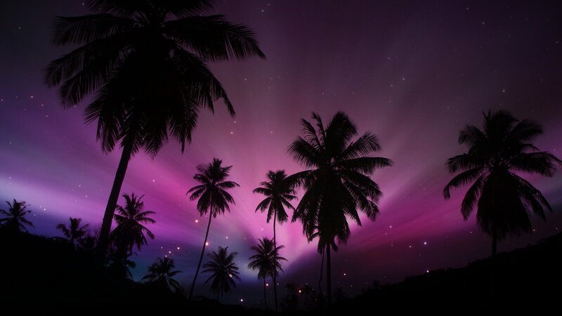 Palm Trees under Aurora