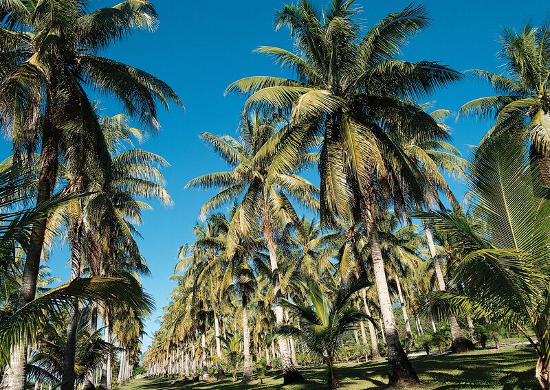 Palm trees under blue sky