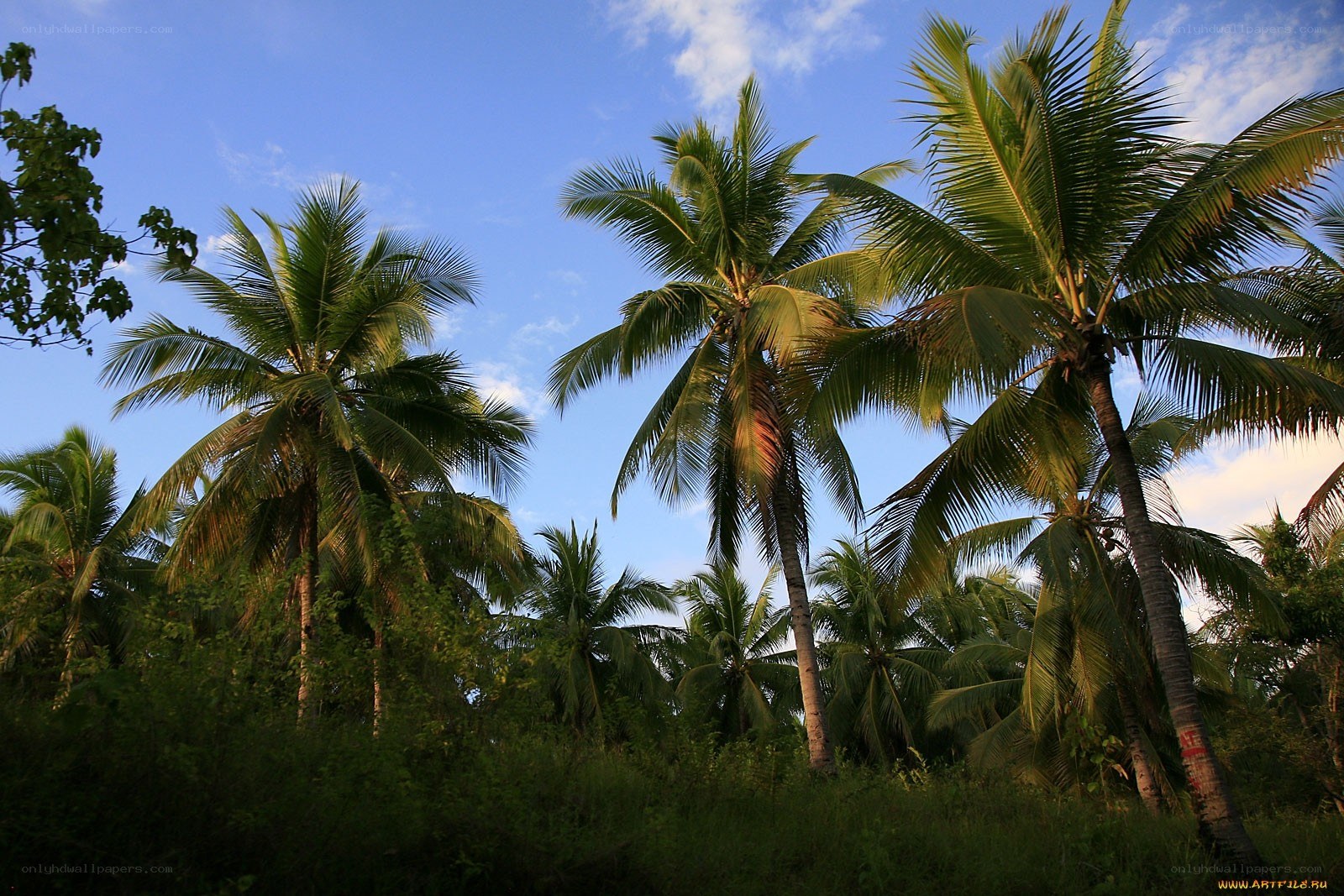 Palm trees under blue sky