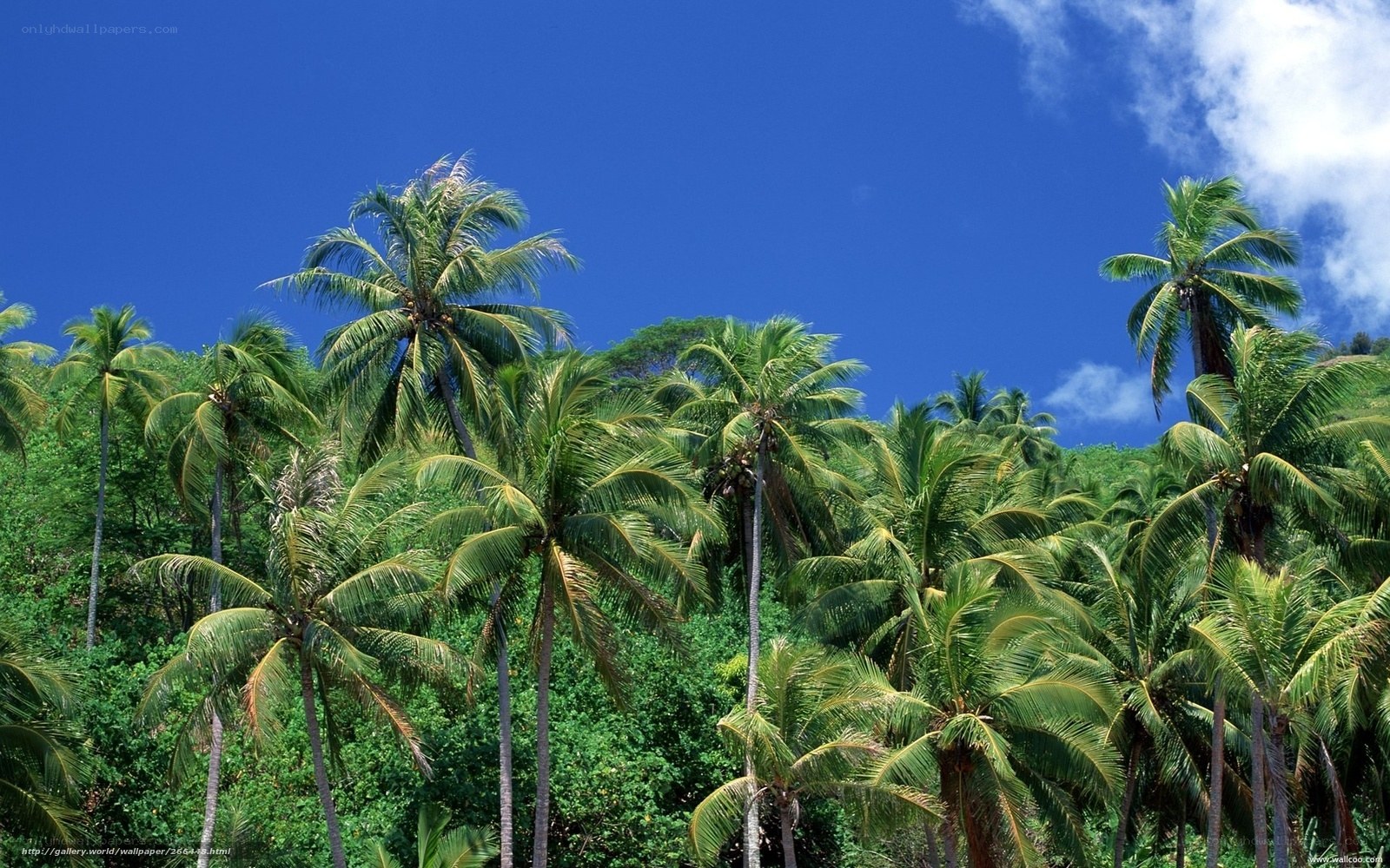Palm trees under blue sky