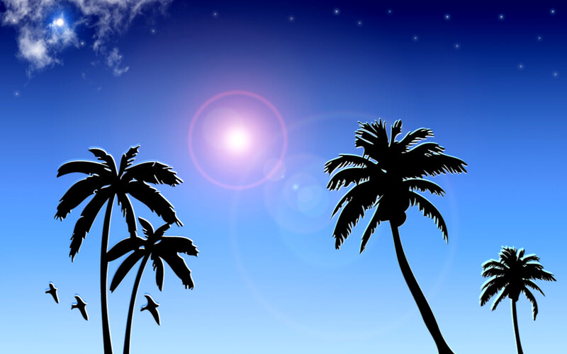 palm trees under bright sun