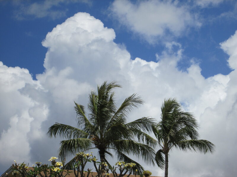 Palm Trees under Clouds