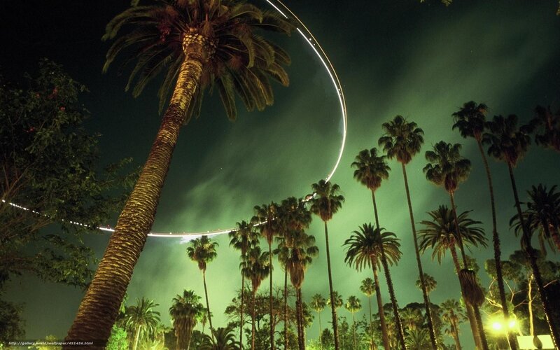 Palm trees under light trails